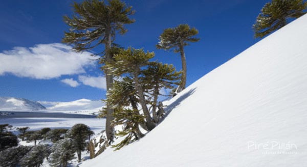 Araucarias en la pista de esquí